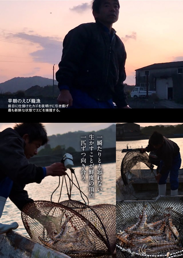 えび 車海老 生きたまま お刺身 活き 超特大 3l 5尾 予約販売 活車えび 熊本県上天草 匠の車エビ くるまえび お年賀 高級 贈答品 お歳暮 ギフト 46 Ebi 3l05 食コレ Japan Food 通販 Yahoo ショッピング