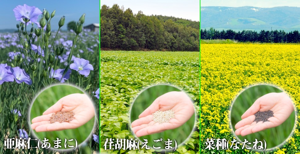 北海道各地にあるOMEGAファーマーズ生産者の農場で生産される亜麻仁(あまに)荏胡麻(えごま)菜種(なたね)を低温圧搾法(コールドプレス法)によって精製した高純度オメガ系オイルです。低温圧搾法とは熱を加えない圧力による搾油です。急速に圧力を加えると摩擦により高熱になるため、一定の温度管理のもとに精製します。時間のかかる生産方法ですが、栄養素を壊しにくく、風味も保たれた食用オイルができあがります。亜麻仁(あまに)荏胡麻(えごま)の食油オイルに含まれる、オメガ3は、α-リノレン酸という必須脂肪酸がその代表格です。必須脂肪酸は人の体内で自ら作ることができないと言われており、食事で摂取する事に注目されています。特に亜麻仁や荏胡麻に含まれる植物由来のものや、青魚など魚介由来のものです。α-リノレン酸は体のなかで代謝によってDHA(ドコサヘキサエン酸)、EPA(エイコサペンタエン酸)になり、元気な生活のサポートへ期待が持てます。とはいえ、現代の生活習慣では、食事から摂取するのはなかなか大変です。食用オイルなら、調理いらず、献立にも迷うことなく、スプーン1杯で、1日に必要な脂肪酸を摂取できます！