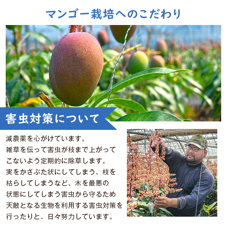 マンゴー 沖縄 完熟マンゴー 贈答用 2kg 4ー7玉 今帰仁村 ギフト あけ