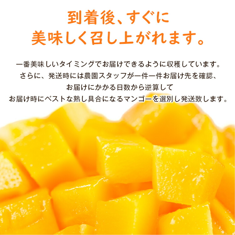 マンゴー 2kg ご家庭用 アーウィン種 アップルマンゴー 沖縄 完熟