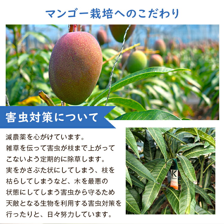 マンゴー 2kg ご家庭用 アーウィン種 アップルマンゴー 沖縄 完熟