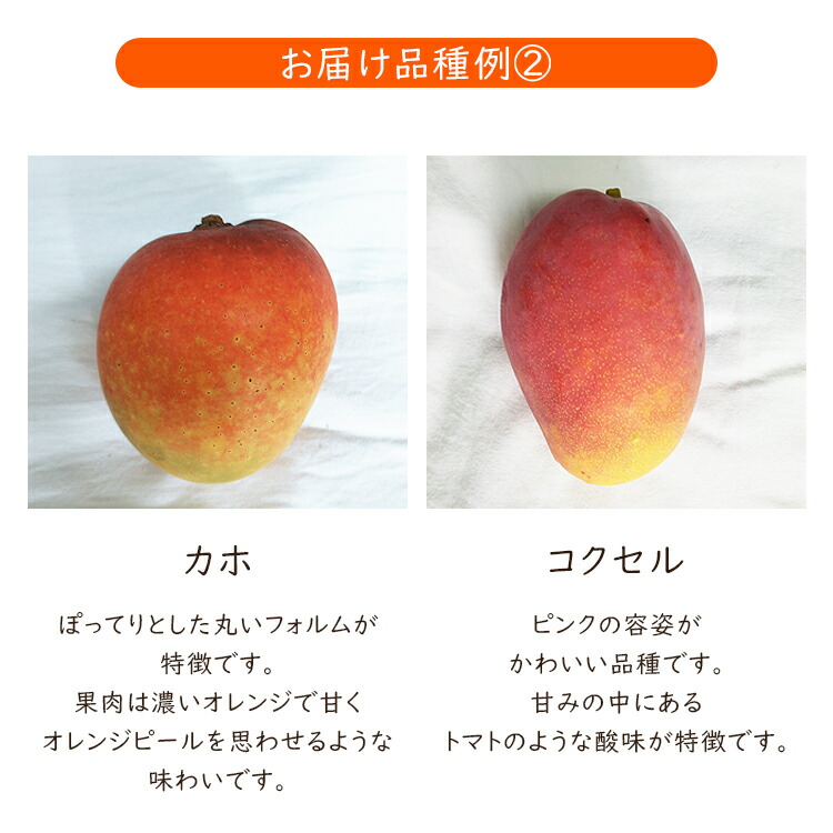 ミニマンゴー 1kg 沖縄県産 1〜3種程度 ご家庭用 マンゴー