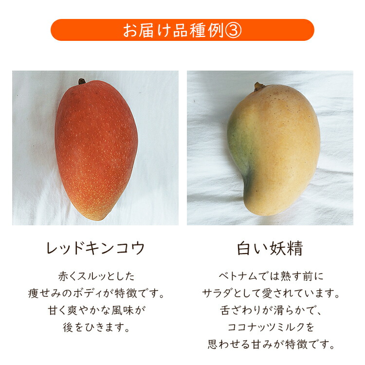 ミニマンゴー 1kg 沖縄県産 1〜3種程度 ご家庭用 マンゴー
