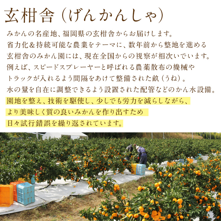 みかん みかん 3kg 糖度11度選果 秀品 福岡県産 華たちばな 蜜柑 ミカン
