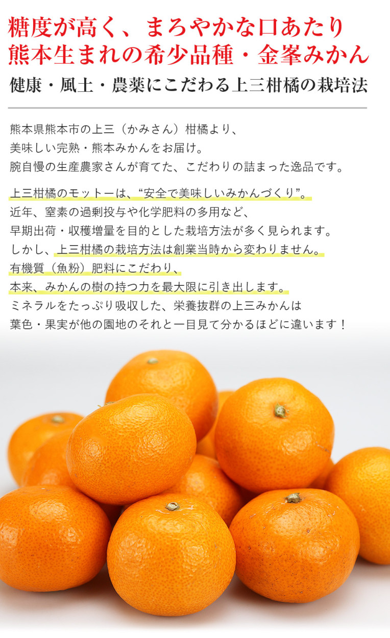 みかん 5kg 金峯みかん 熊本県産 3L 大玉 秀 完熟 熊本みかん