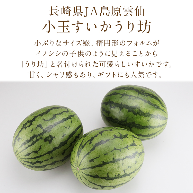 小玉スイカうりぼう3入り BE276 【令和8年度出荷分】小玉スイカ「うり坊」5kg（1.7kg以上