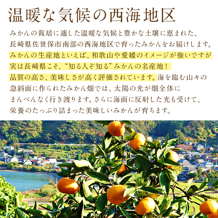 クロ! 温州みかん 樹熟大坊みかん 秀品(贈答品同様)Sサイズ10kg 特選】甘い美味しい 完熟温州みかん S～Mサイズ 10kg | 和歌山のみかん