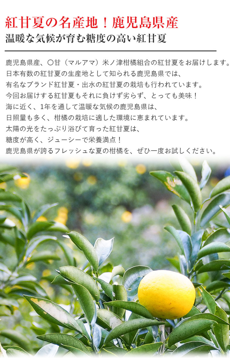 甘夏ページ d0ecf5b677dedf44d69df709920420