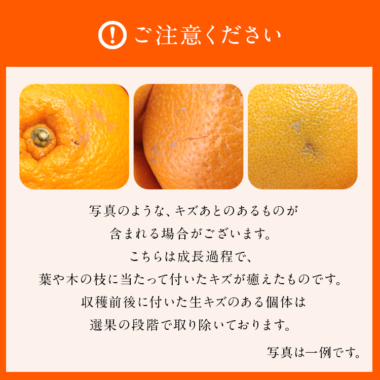 麗紅 れいこう 3kg 広島県産 瀬戸田 みかん 産直 同梱不可 指定日不可