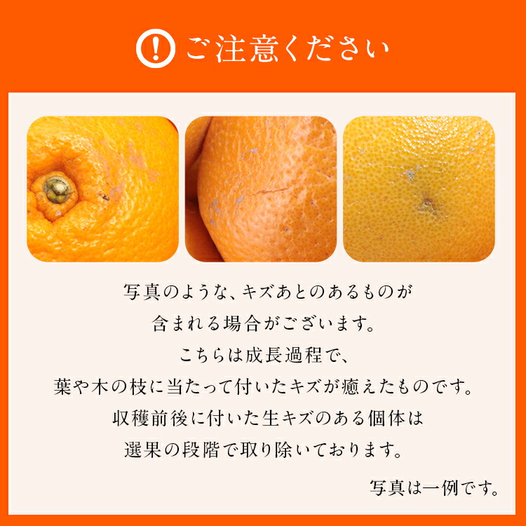 麗紅 れいこう 5kg 広島県産 瀬戸田 みかん 産直 同梱不可 指定日不可