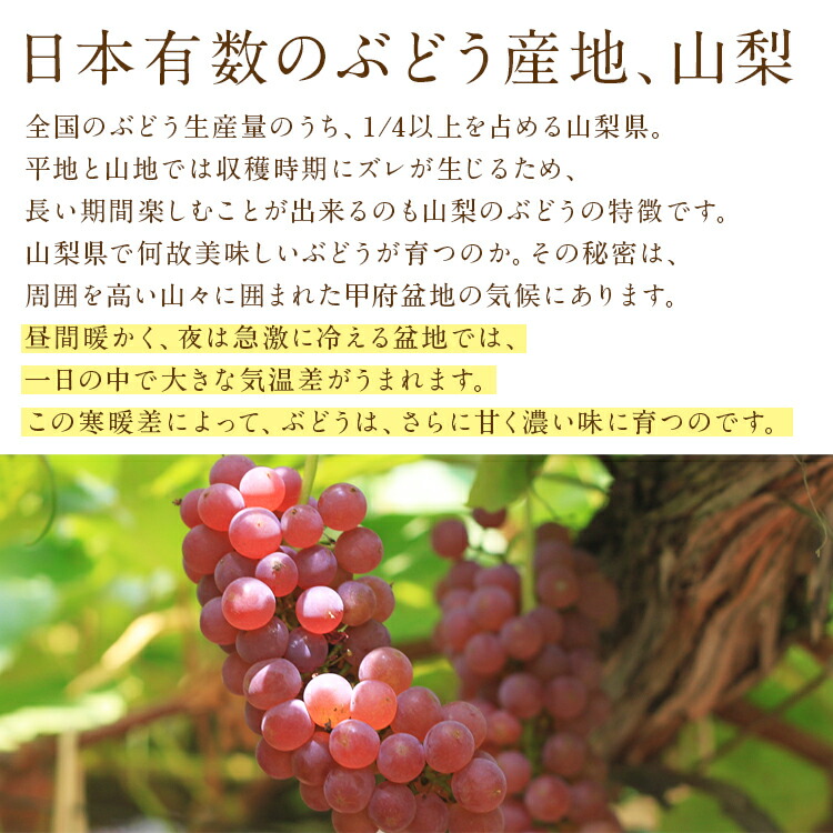 デラウェア 1kg 種無し 山梨県産 ハウス栽培 ぶどう 葡萄 ブドウ