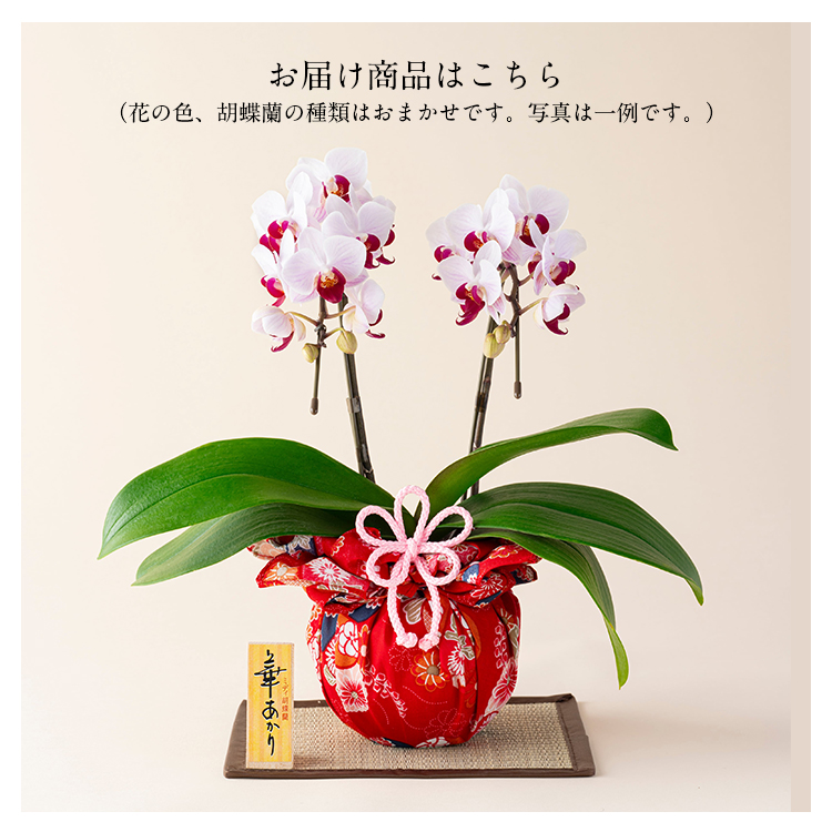 胡蝶蘭 ミディ 2本立 鉢植え 花の色おまかせ 熊本県産 華あかり