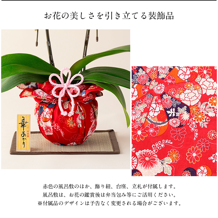 胡蝶蘭 ミディ 2本立 鉢植え 花の色おまかせ 熊本県産 華あかり