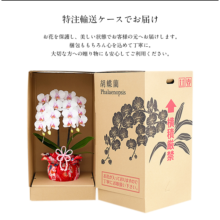 胡蝶蘭 ミディ 2本立 鉢植え 花の色おまかせ 熊本県産 華あかり