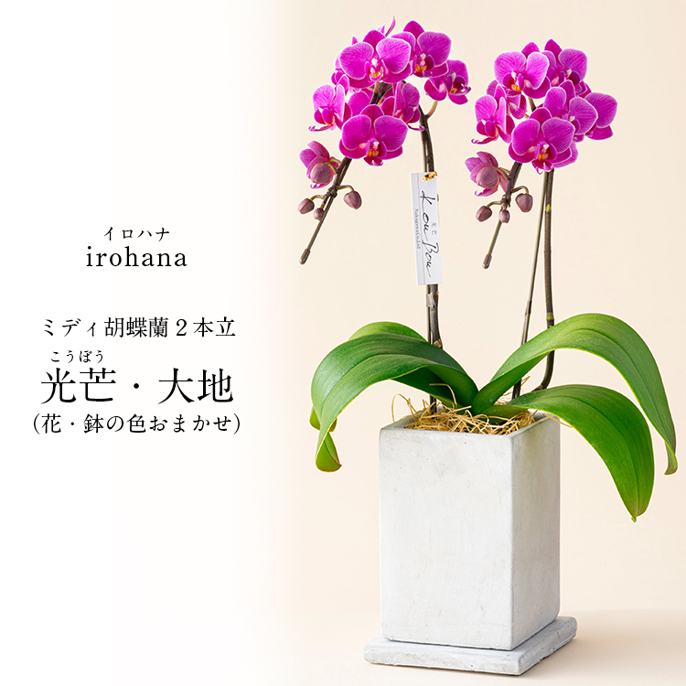 胡蝶蘭 ミディ 2本立 鉢植え 花の色おまかせ コンクリート鉢 光芒 大地