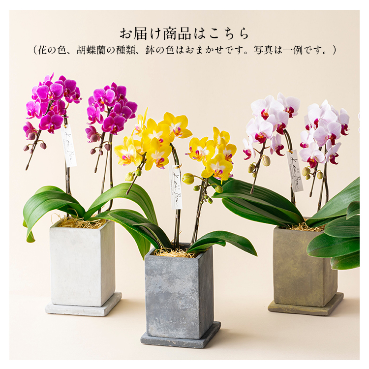多彩な胡蝶蘭の観葉植物 2.5号／1個売り 【花苗 陶器鉢(母の日ラッピング) ミディMIX 胡蝶蘭 その他観葉植物