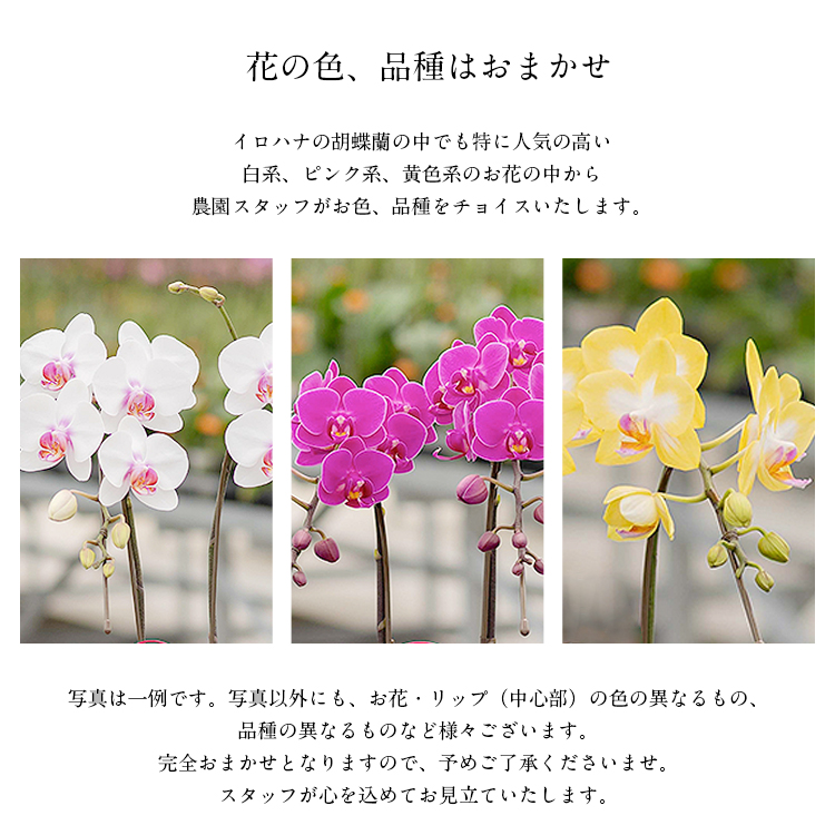 胡蝶蘭 ミディ 2本立 鉢植え 花の色おまかせ コンクリート鉢 光芒 大地