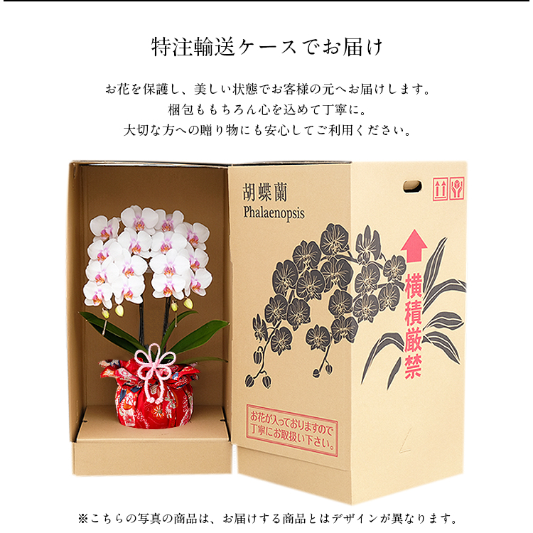胡蝶蘭 ミディ 2本立 鉢植え 花の色おまかせ コンクリート鉢 光芒 大地