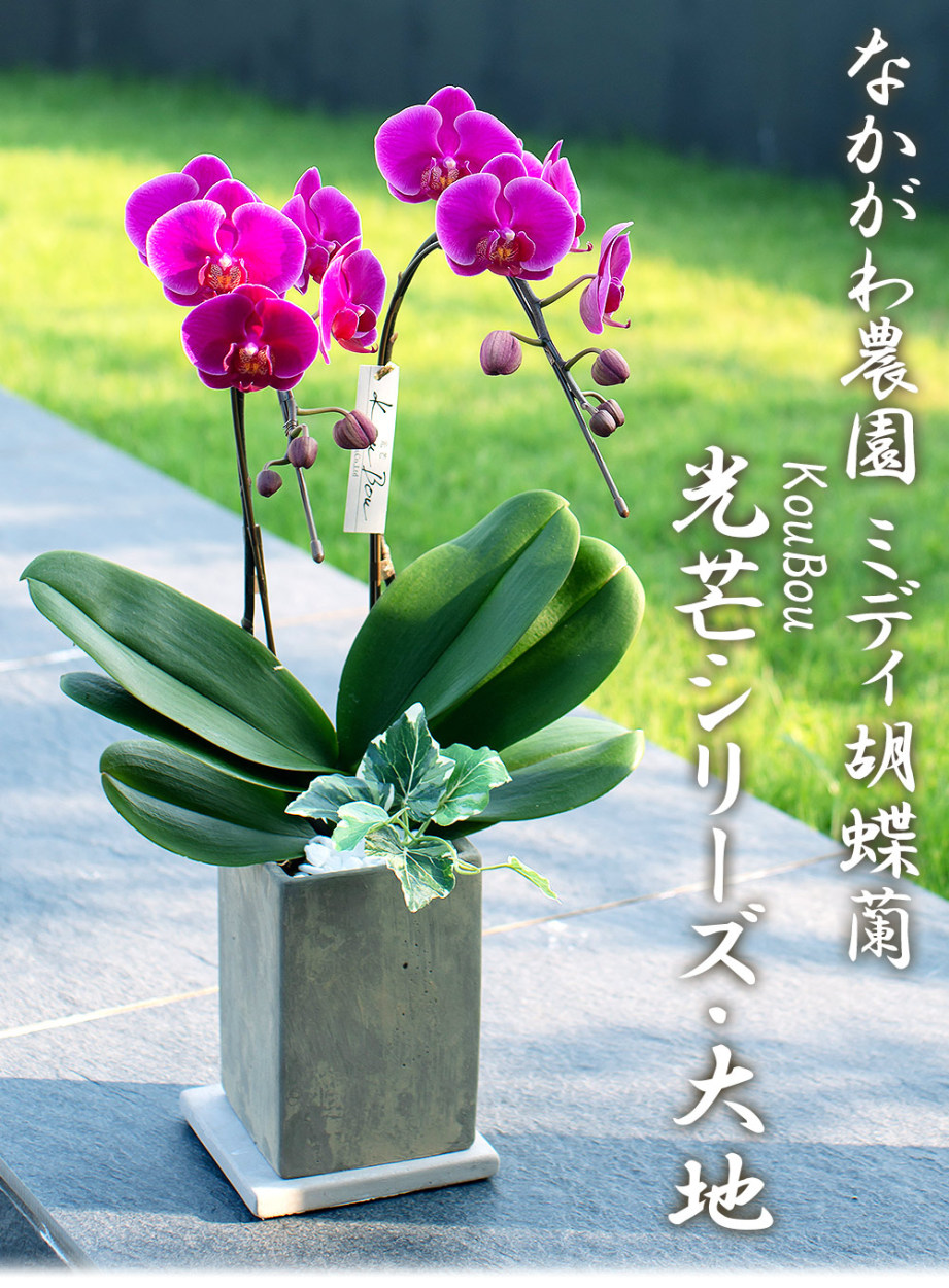 胡蝶蘭 ミディ 2本立 (鉢も付属) 花の色おまかせ コンクリート鉢 光芒 
