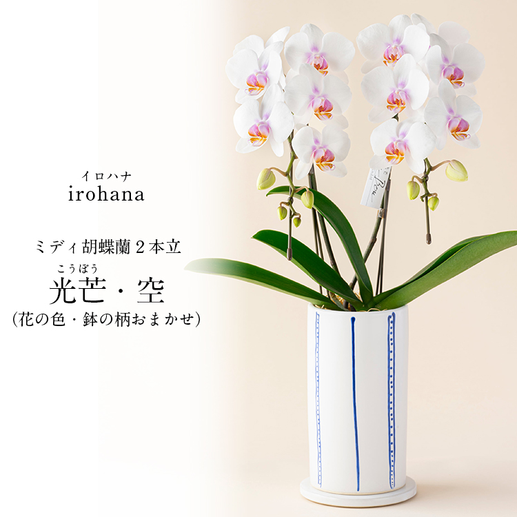 胡蝶蘭 ミディ 2本立 鉢植え 花の色おまかせ 陶磁器調鉢 光芒 空 熊本