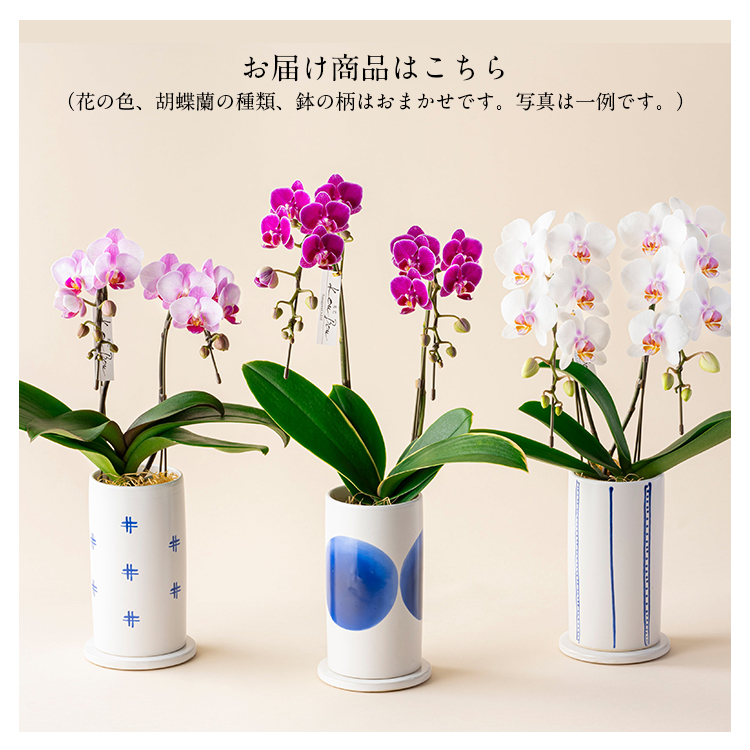 胡蝶蘭 ミディ 2本立 鉢植え 花の色おまかせ 陶磁器調鉢 光芒 空 熊本