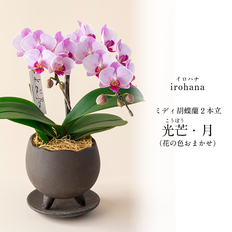 胡蝶蘭 ミディ 2本立 鉢植え 花の色おまかせ 鉢 光芒 月 熊本県産