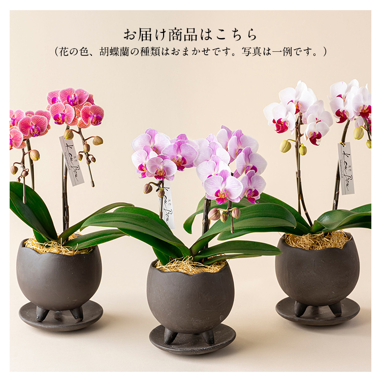胡蝶蘭 ミディ 2本立 鉢植え 花の色おまかせ 鉢 光芒 月 熊本県産