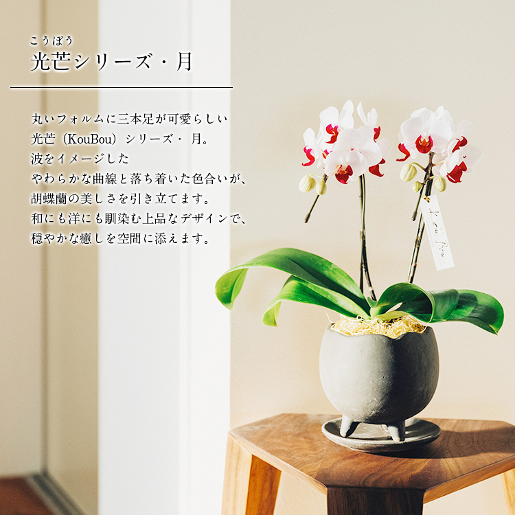 胡蝶蘭 ミディ 2本立 鉢植え 花の色おまかせ 鉢 光芒 月 熊本県産
