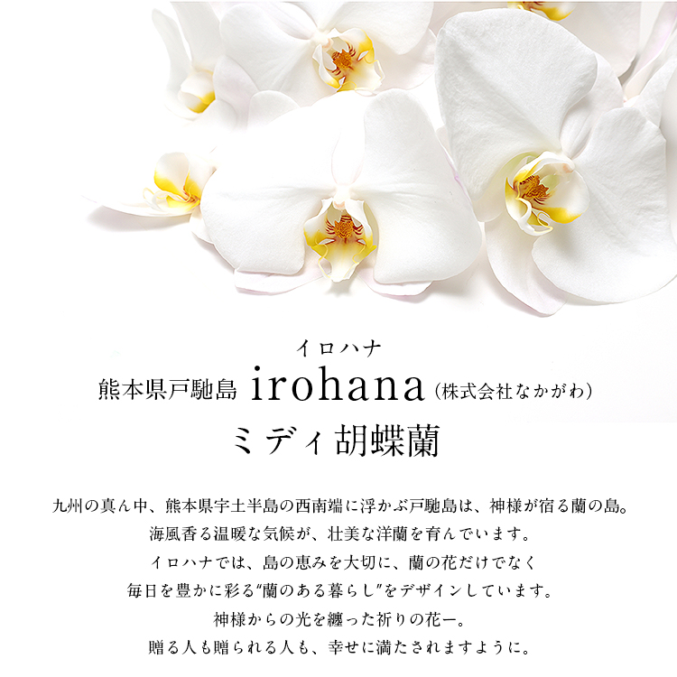胡蝶蘭 ミディ 3本立 鉢植え 花の色おまかせ ラッピング付き ギフト