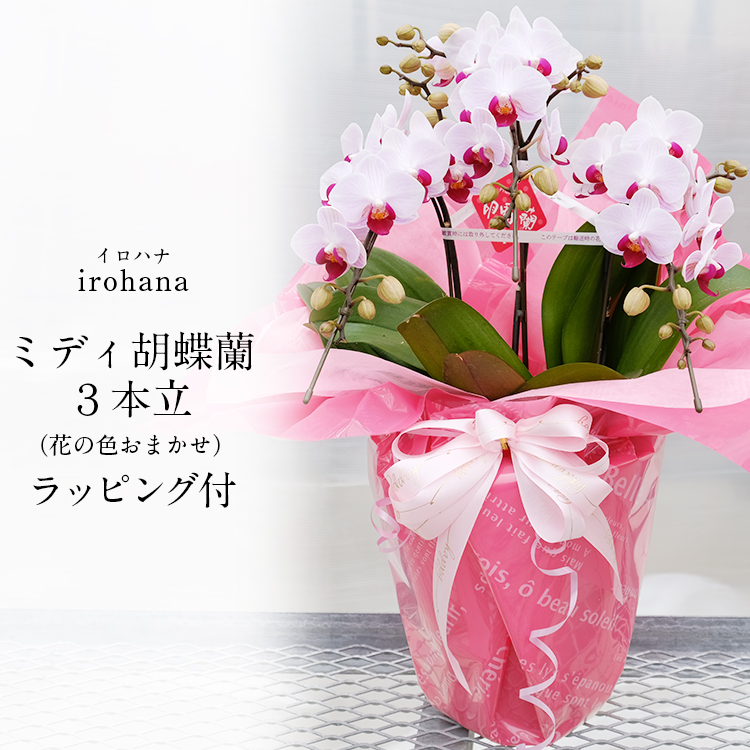 胡蝶蘭 ミディ 3本立 鉢植え 花の色おまかせ ラッピング付き ギフト