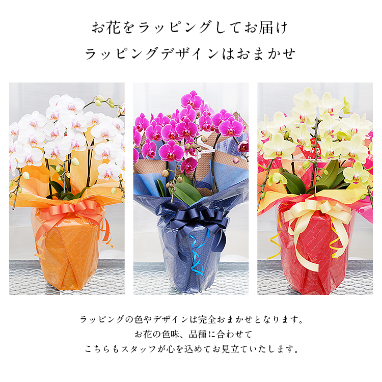 胡蝶蘭 ミディ 3本立 鉢植え 花の色おまかせ ラッピング付き ギフト