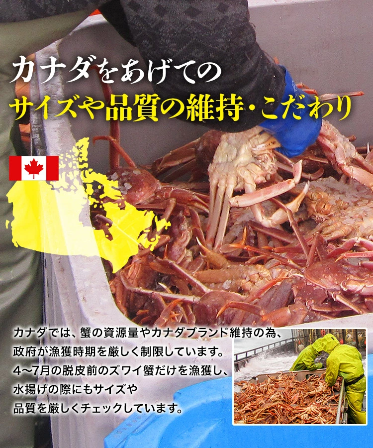 かに 姿ずわいがに ボイル済み 2尾セット 約1.5kg(1.4kg～1.6kg) 高級カナダ産 特大 ズワイガニ 冷凍便 ギフト:  食の達人お取り寄せグルメ｜JRE MALL
