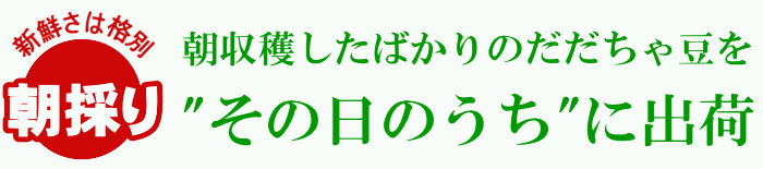 朝収穫したばかりのだだちゃ豆をその日のうちに出荷