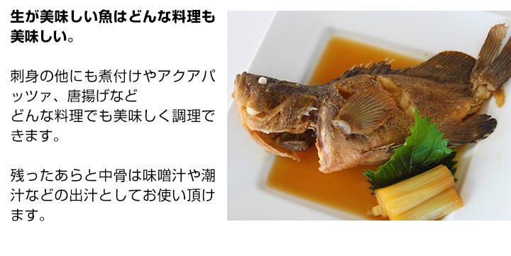 数量限定 幻の 高級魚 キジハタ 5尾 魚 お魚 さかな 鮮魚 刺身 煮つけ 煮付け 煮付 につけ アコウ アコウダイ あら汁 に バーベキュー キャンプ Buyee Buyee 日本の通販商品 オークションの代理入札 代理購入