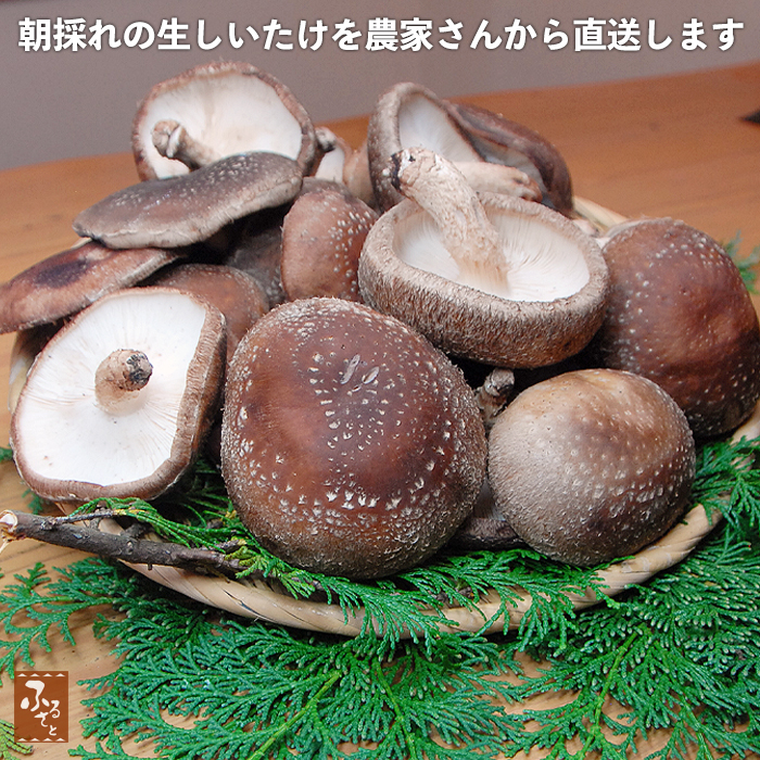 星降しいたけ 生椎茸 大小混 1kg 大分県産 原木栽培 生椎茸 国産 椎茸 干し 高級 シイタケ 香信 茸 きのこ キノコ :  art-ns-800g : 大分県の特産品専門店ふるさと - 通販 - Yahoo!ショッピング