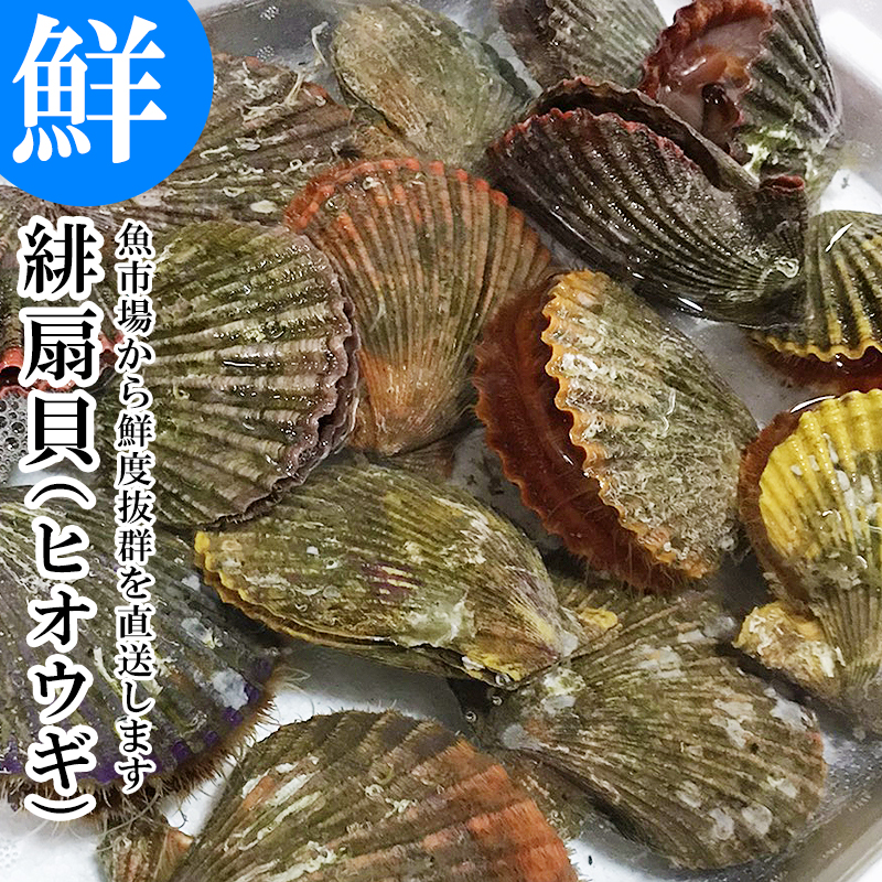 大分 活き ひおうぎ貝 10枚 緋扇貝 ヒオウギ 檜扇貝 国産 貝
