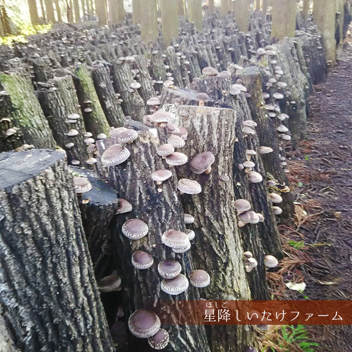 原木栽培 干し椎茸 60g 大分県産 星降しいたけファーム 国産 九州産 乾