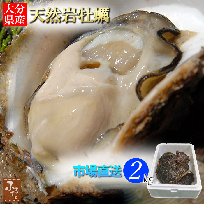 大分県産 天然 活き 岩牡蠣 5〜10個 約2kg 加熱用 送料無料 冷蔵 牡蛎 カキ 殻付 魚介 バーベキュー 御中元 海産物 海鮮 熨斗 魚介類 | 