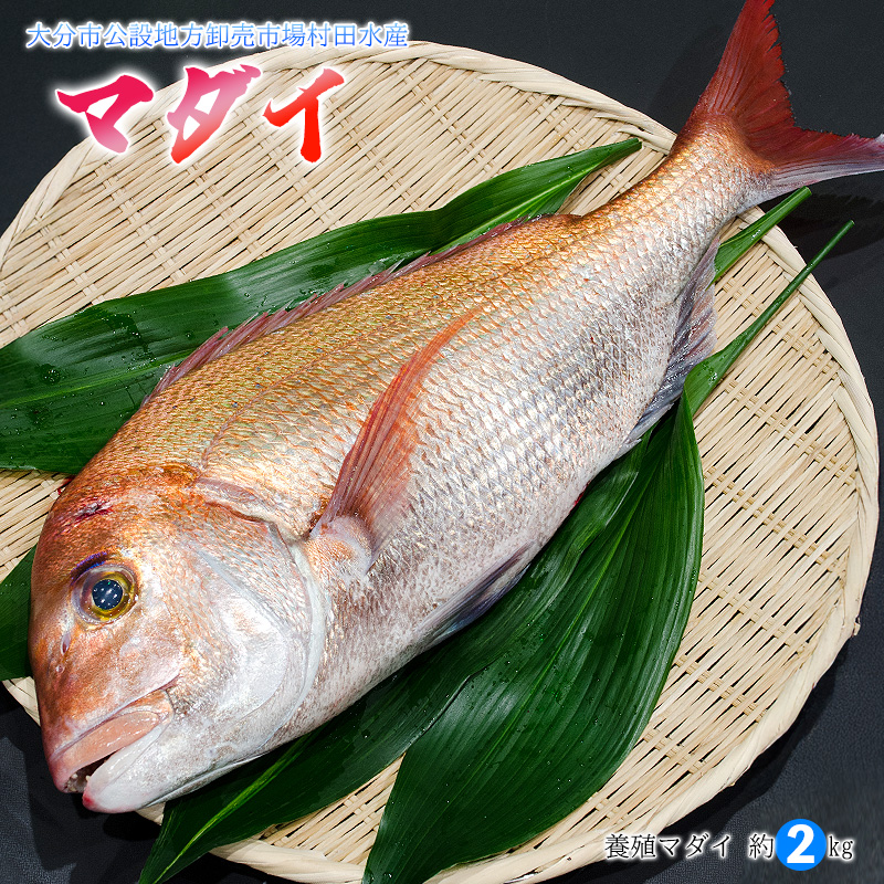 Yahoo! Yahoo!ショッピング(ヤフー ショッピング)鮮魚 マダイ 一本物 約 2kg （ 丸 / 3枚おろし ） 大分県産 養殖 真鯛 活〆 大分市公設地方卸売市場 直送 刺身 海の幸 祝い お食い初め