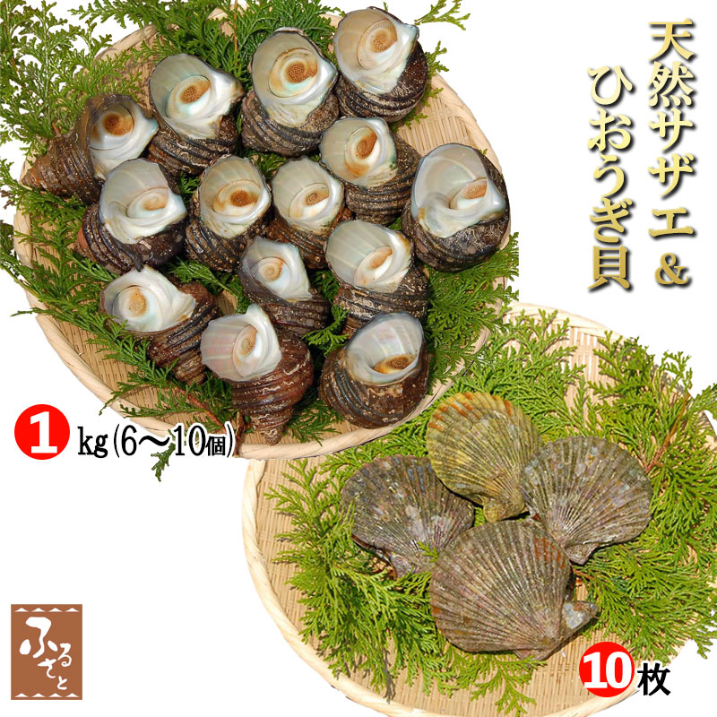 大分県産 天然 活き サザエ 1kg ヒオウギ貝 10枚セット 加熱用 sazae さざえ 栄螺 檜扇貝 送料無料 冷蔵｜shop-furusato