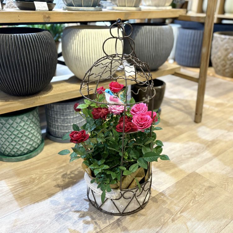 送料無料) コルダーナローズ 鳥カゴアレンジ ミニ薔薇の寄せ植え