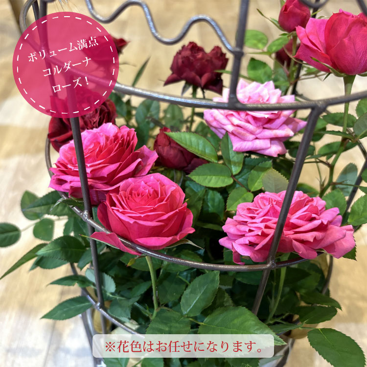 送料無料) コルダーナローズ 鳥カゴアレンジ ミニ薔薇の寄せ植え