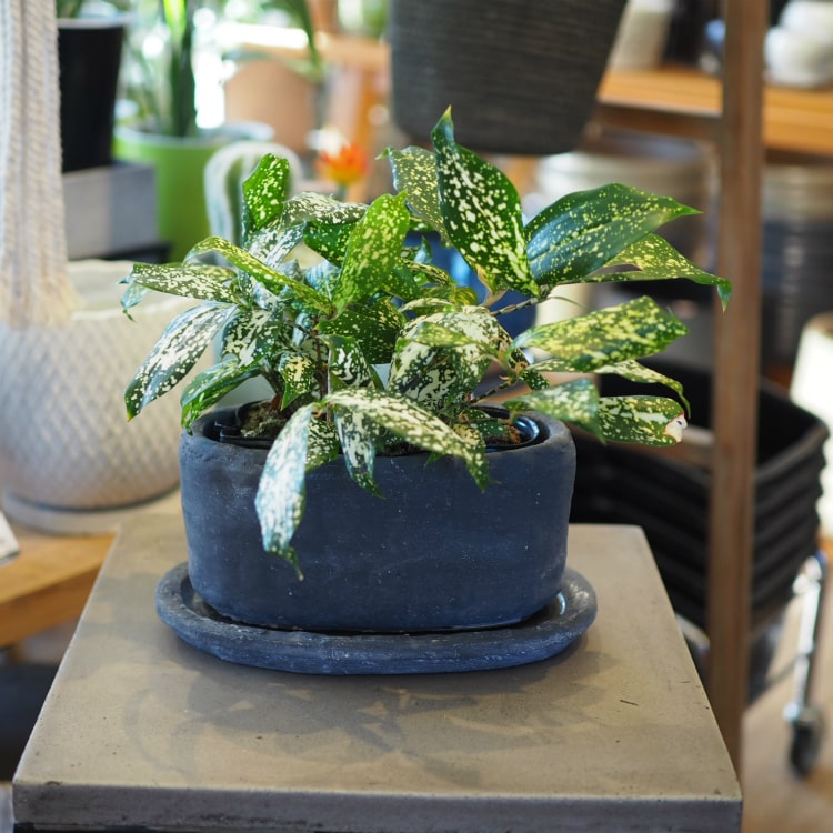 植木鉢・おしゃれ・テラコッタ セメントポット MM002-240 13cm x 24cm 