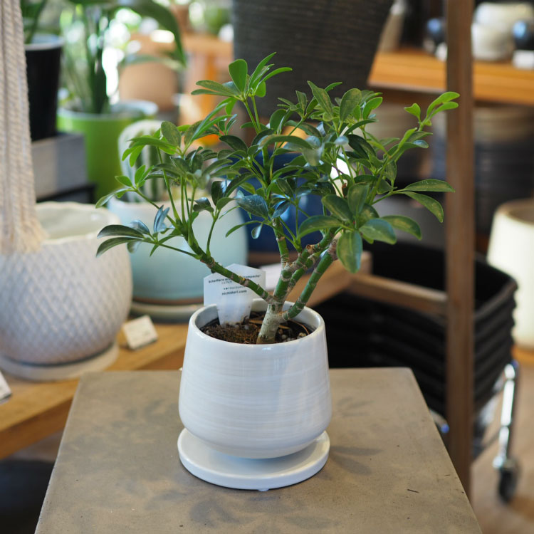 0813 植木鉢 陶器 入れ物 植木鉢 おしゃれ 陶器鉢 アンティークラインポット YS0576-290