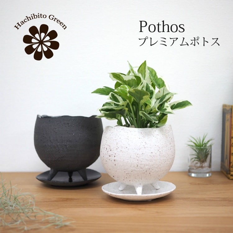 数量限定】一部地域送料無料 ユッカ ロストラータ 幹上がり 7号