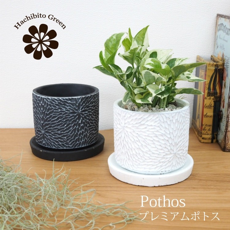 数量限定】一部地域送料無料 ユッカ ロストラータ 幹上がり 7号