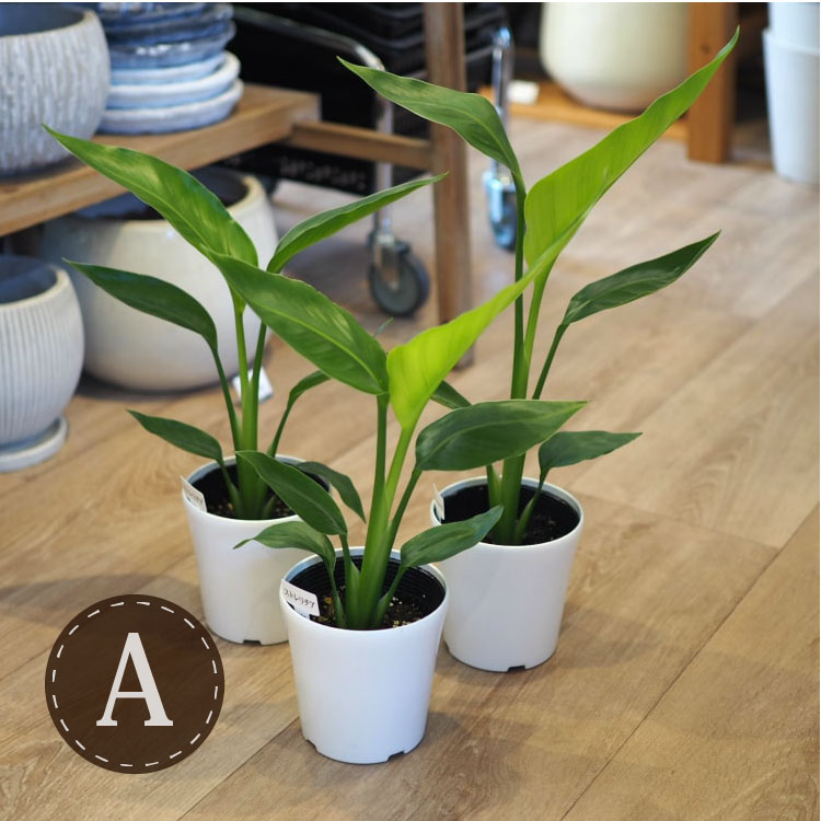 ストレリチア　オーガスタ　グラファイトストーム　陶器鉢　植え込み発送 観葉植物 ストレリチア・オーガスタ7号穴高陶器鉢 高さ約1m
