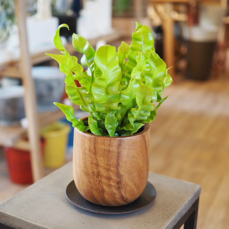 植木鉢・おしゃれ・テラコッタ 無垢材のウッドポット YS1419-120 4号(12cm) :YS1419-120:植木鉢とテラコッタの専門店 鉢人 - 通販 - Yahoo!ショッピング 植木鉢・おしゃれ・テラコッタ 無垢材のウッドポット YS1419-120 4号(12cm) :YS1419-120:植木鉢とテラコッタの専門店 鉢人 - 通販 - Yahoo!ショッピング