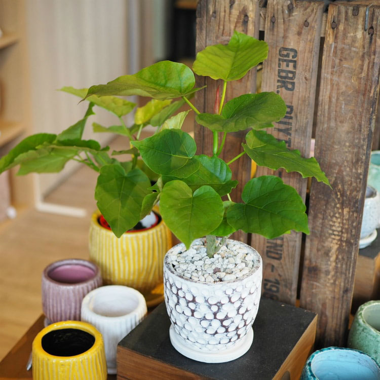 植木鉢 おしゃれ 陶器鉢 ドットポット S1900-205 7号(20.5cm) 鉢