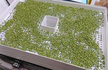 朝倉山椒のしいか（製造工程）